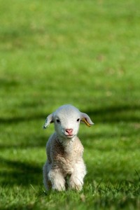 funny-smiling-little-sheep-in-grass